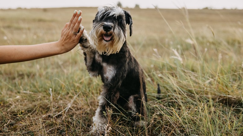 Miniature schnauzer high-fiving person