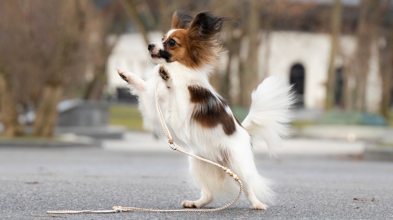 Papillon standing on back legs