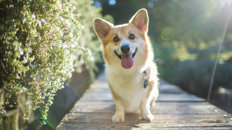 Pembroke Welsh corgi smiling