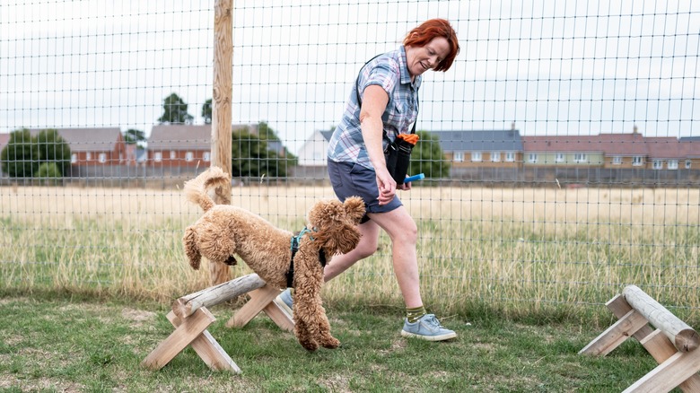 poodle competing in dog sport