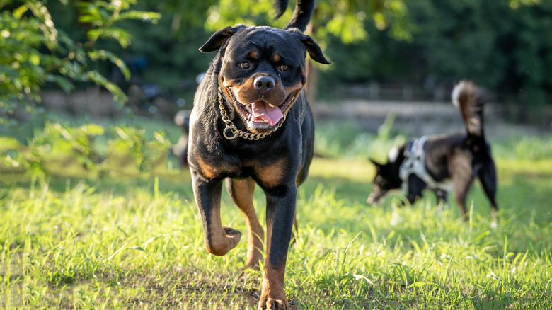 Rottweiler running