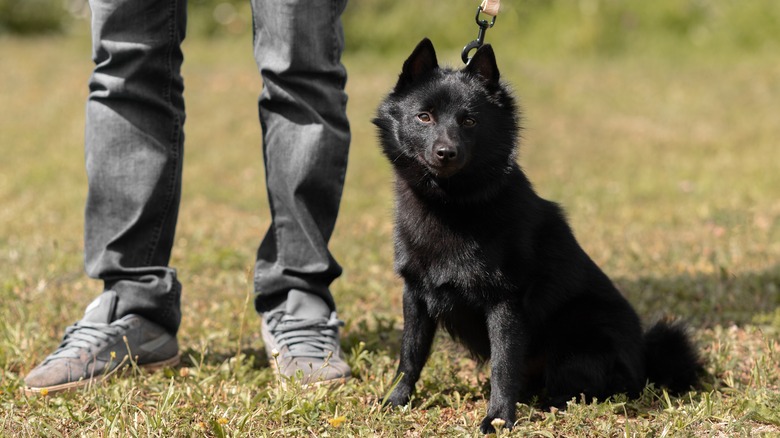 Schipperke on a leash