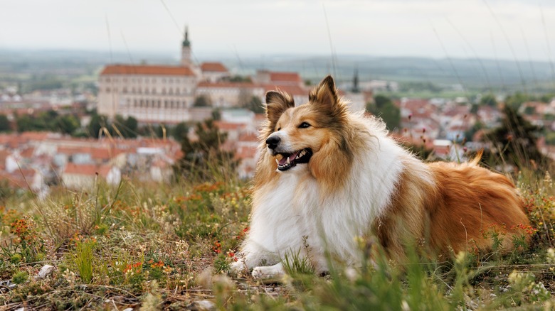 Shetland sheepdog on hilltop