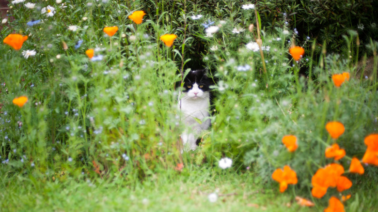 A tuxedo cat sits in a bed of flowers in a garden