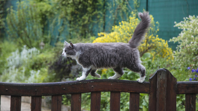 A gray and white cat walking on a garden fence