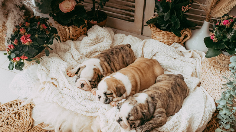 Three bulldog puppies napping on pile of blankets on the floor