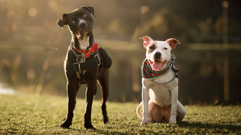 Two pit bulls hanging out together