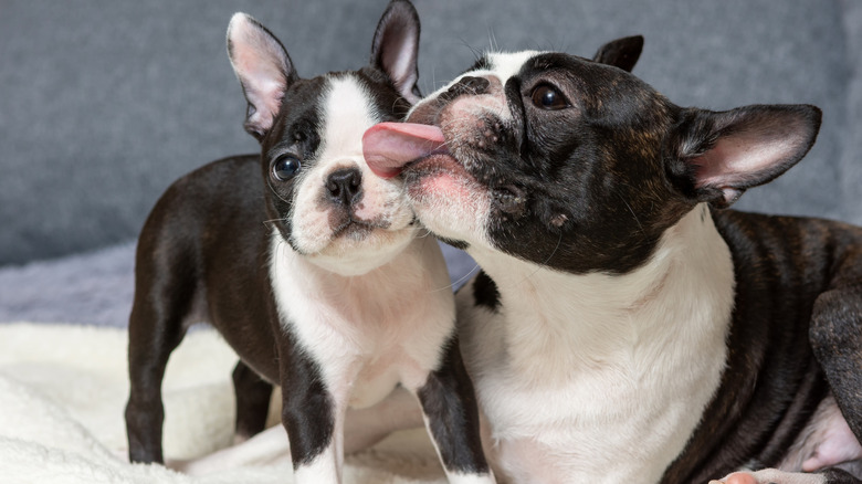 A mother pit bull licking her puppy