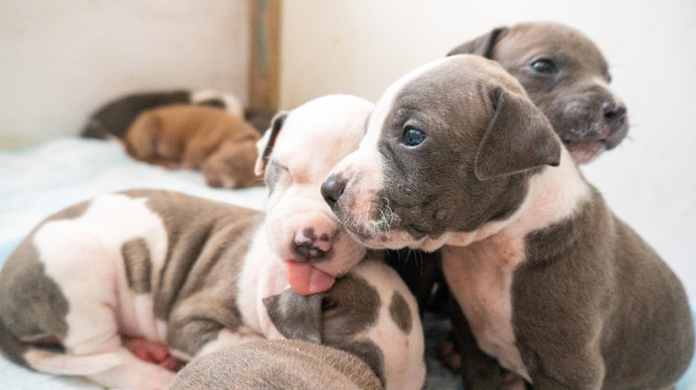 A litter of pit bull puppies