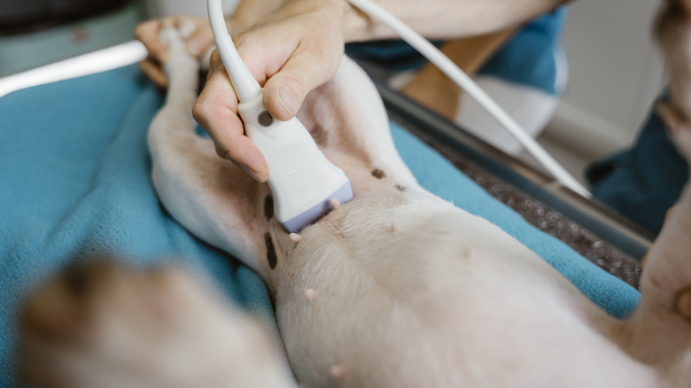 A dog gets an abdominal ultrasound