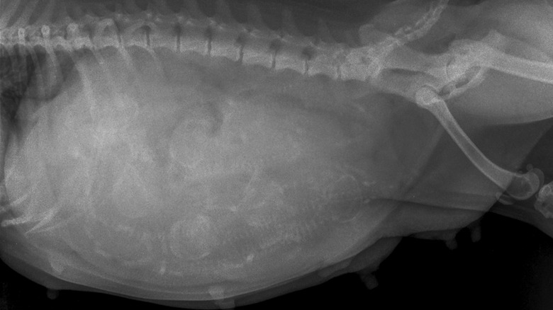 An X-ray showing puppies