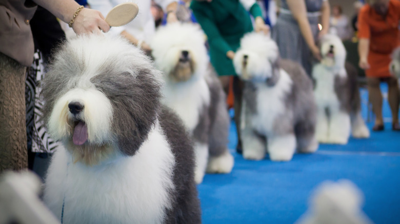 Old English sheepdogs lined up at a dog show with their handlers