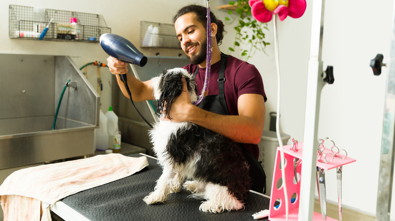 A groomer blow dries a dog sitting on a grooming table