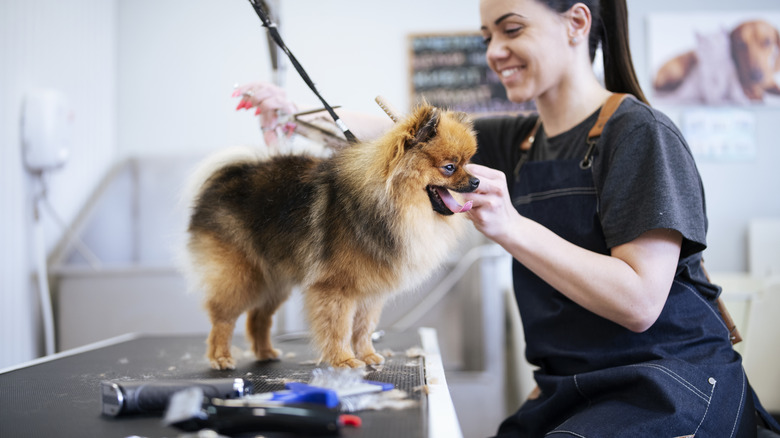 Pomeranian being while standing on a grooming table