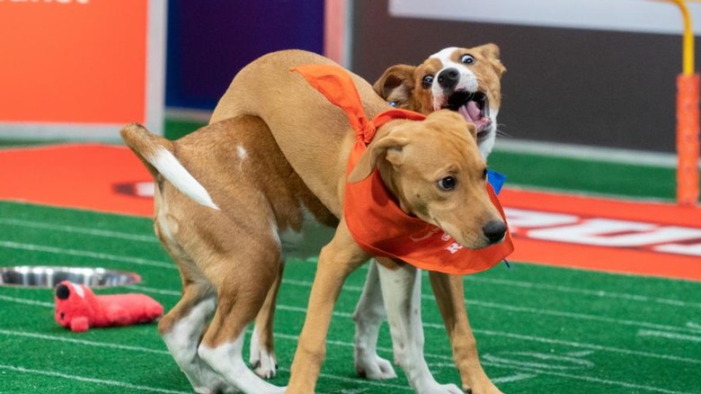 Two puppies playing on field at Puppy Bowl event