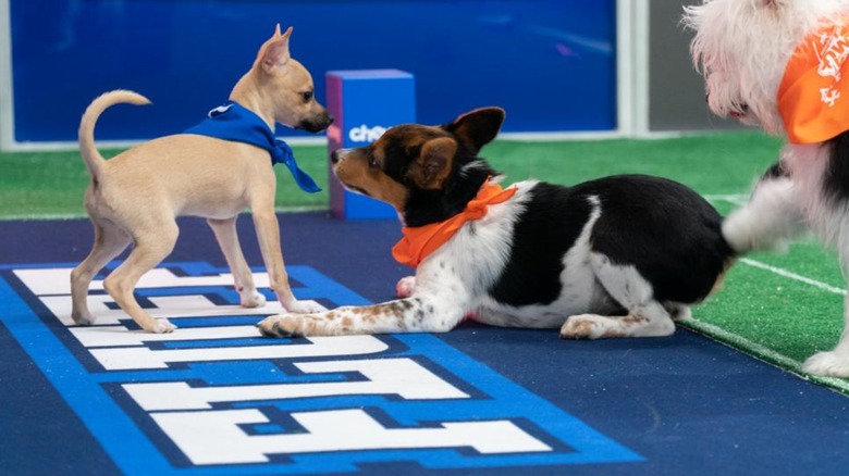 Three dogs playing on field at Puppy Bowl