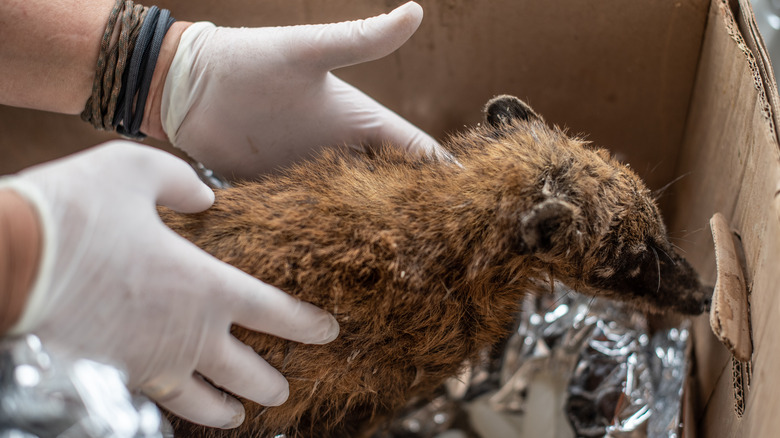 rescued wild animal being placed in a box