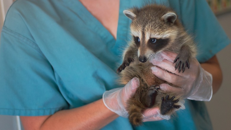 baby racoon held by wildlife rehabilitation worker