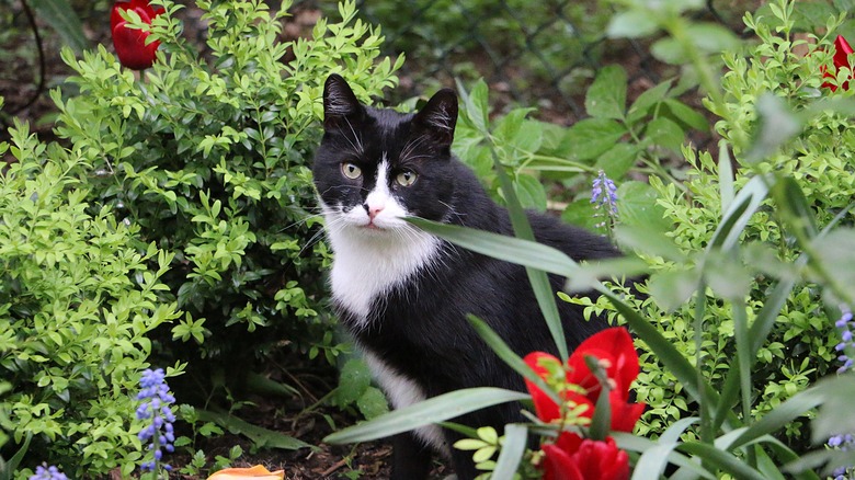 cat sitting in a flower garden