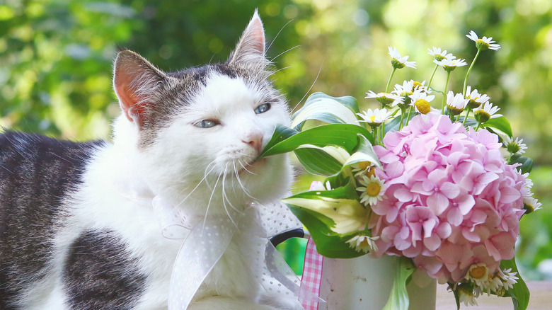 cat nibbling on leaf of flower bouquet