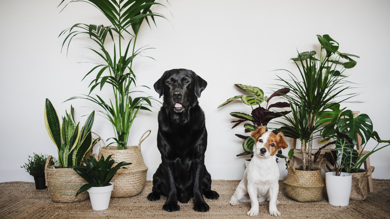 Two dogs sitting between indoor plants