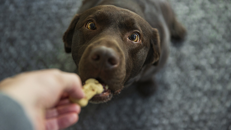 dog being fed a treat