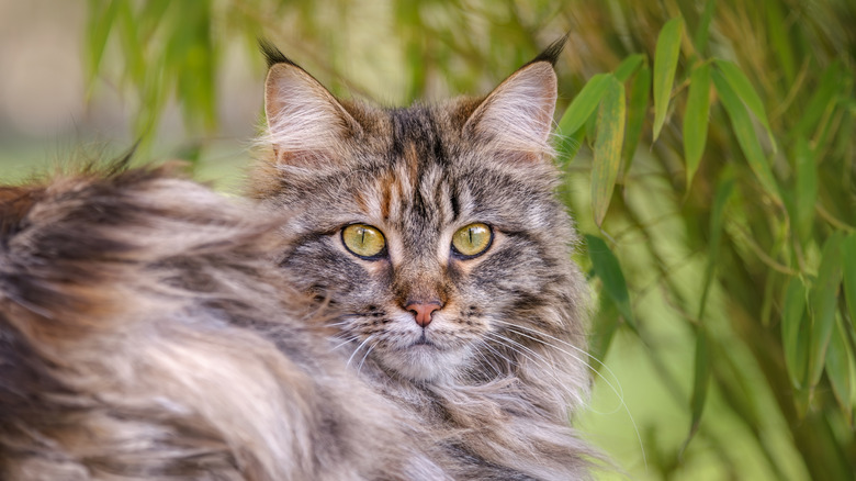 A black based torbie patterned Maine Coon cat enjoying the outdoors