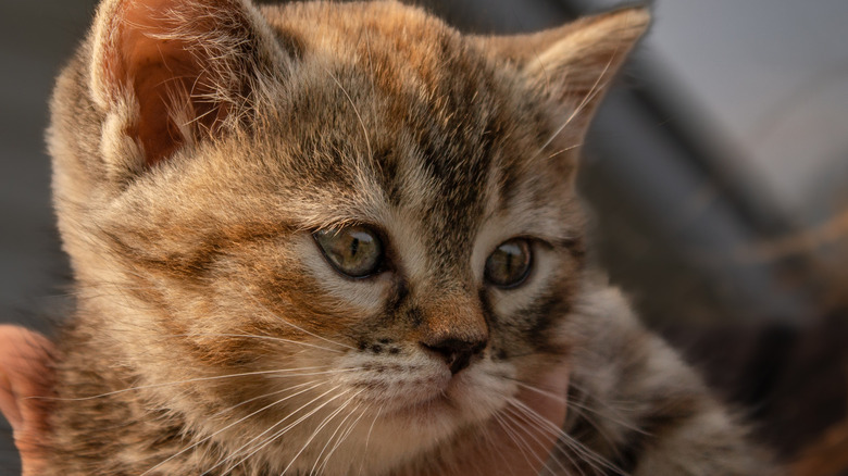 A torbie kitten looking to the right