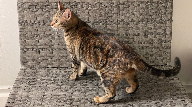 A torbie shorthair cat stands on a chair