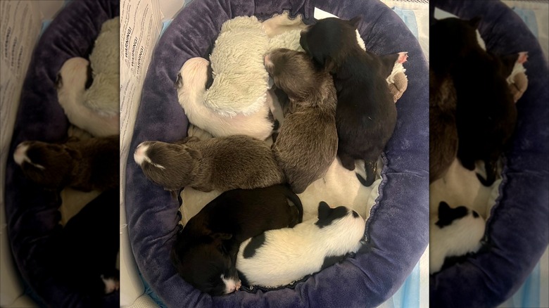 Litter of newborn puppies at Bosley's Place sleeping