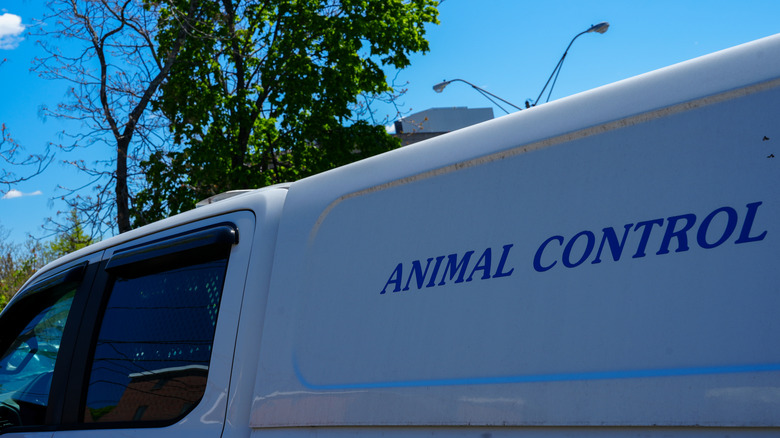 animal control vehicle