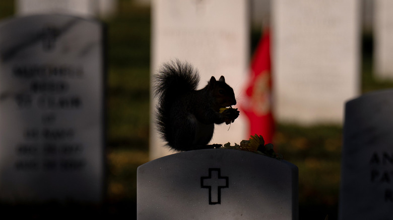 squirrel atop grave stone