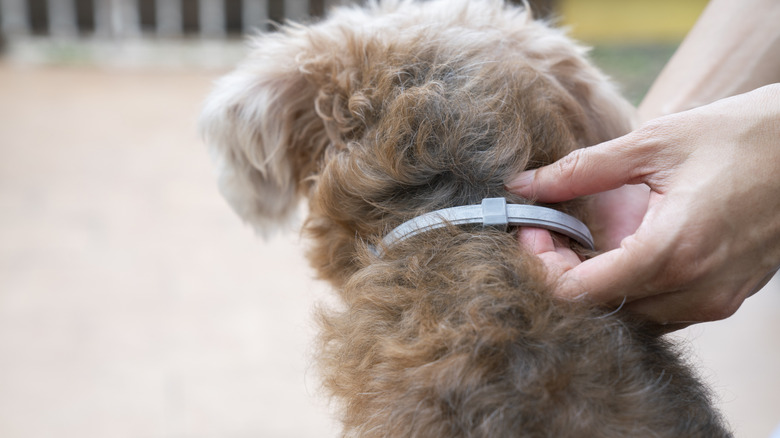 Person sticking fingers under flea collar on a small dog