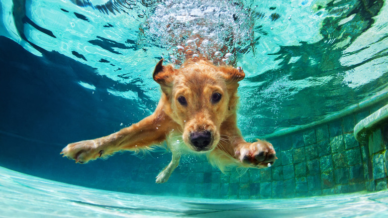 Underwater shot of golden retriever swimming