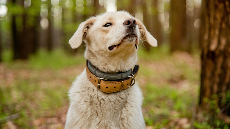 A retriever seated in the woods wearing a flea collar