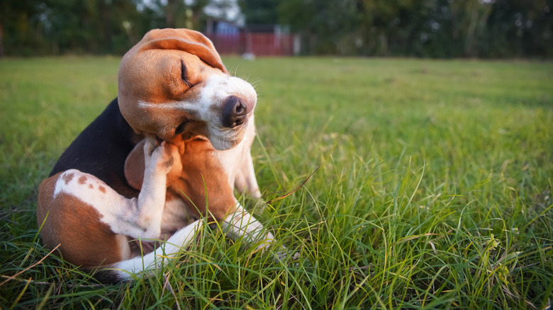 Beagle scratching himself outdoors