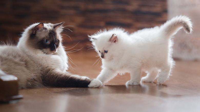 An adult ragdoll cat watches a kitten playing