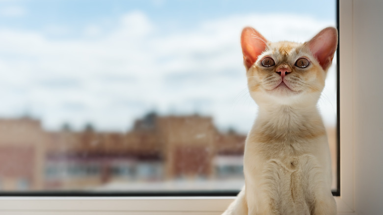 A Burmese kitten sitting inside next to a window