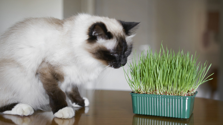 Birman cat eating cat grass from a pot