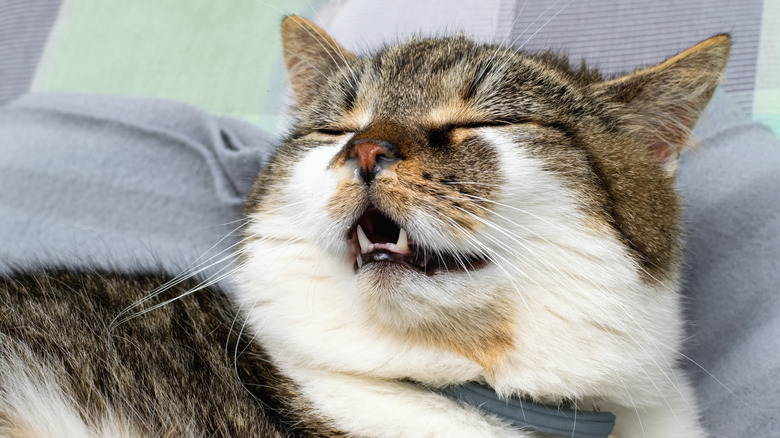 Cat breathing with mouth open