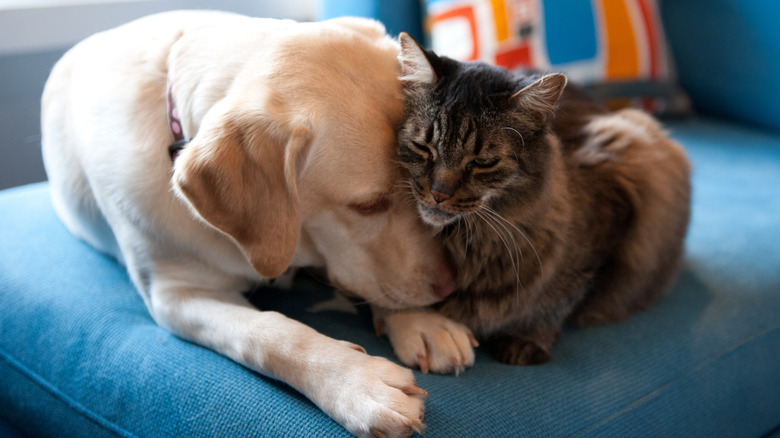 Labrador and Maine coon snuggling head to head on sofa