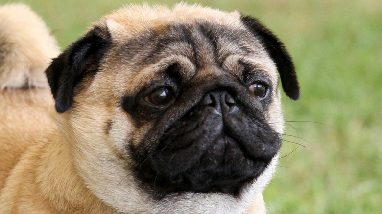 Flat-faced pug