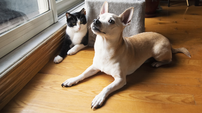 Dog and cat lying on hardwood floor, looking up