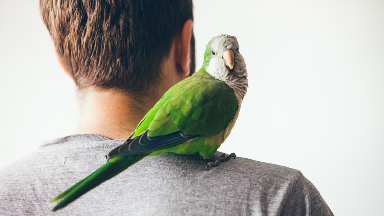 Quaker parrot perched on man's shoulder