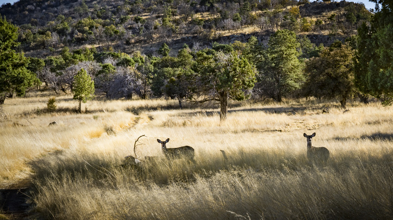 Deer roaming around a field in western Texas