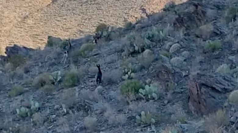 Melanistic mule deer buck running in the wild in Texas