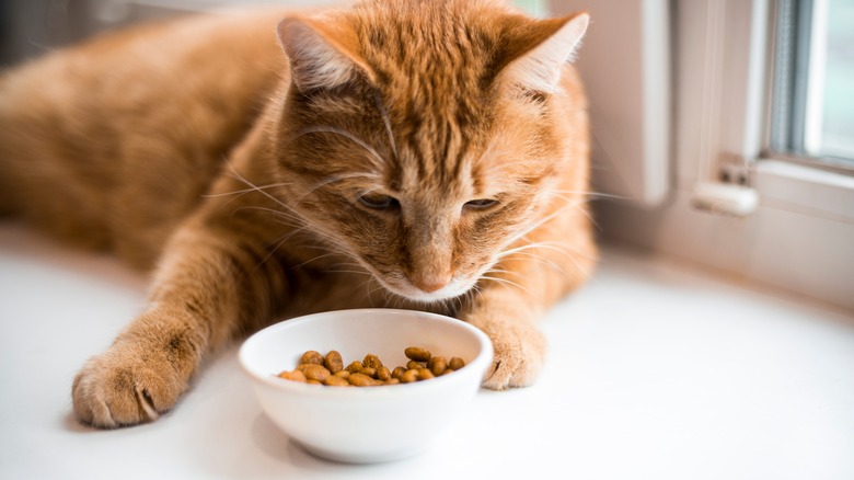 cat looking at food