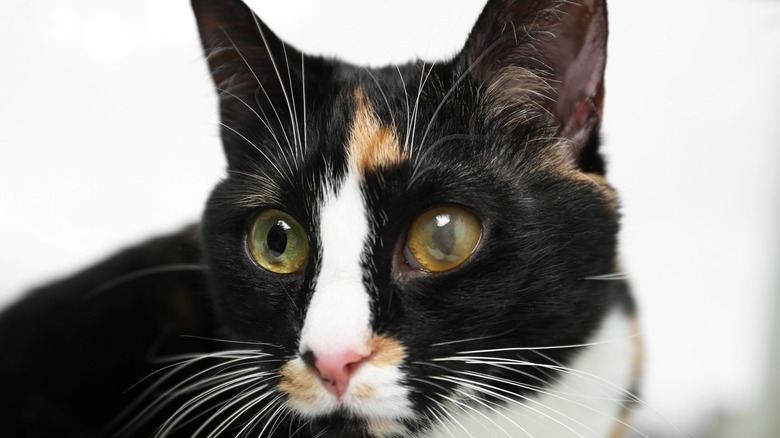 close-up of a cat with a clouded over eye