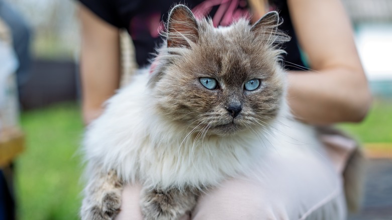 himalayan cat sitting on person's lap