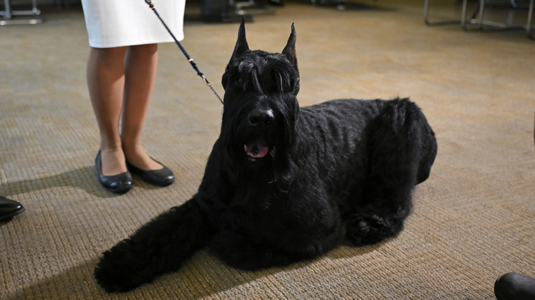 Monty lies on the floor while leashed by his handler.